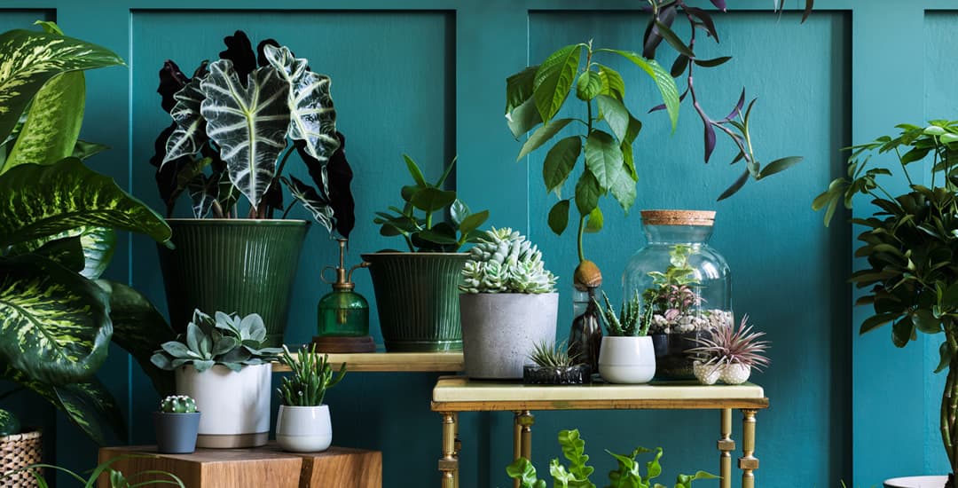 Houseplant Jungle Interior