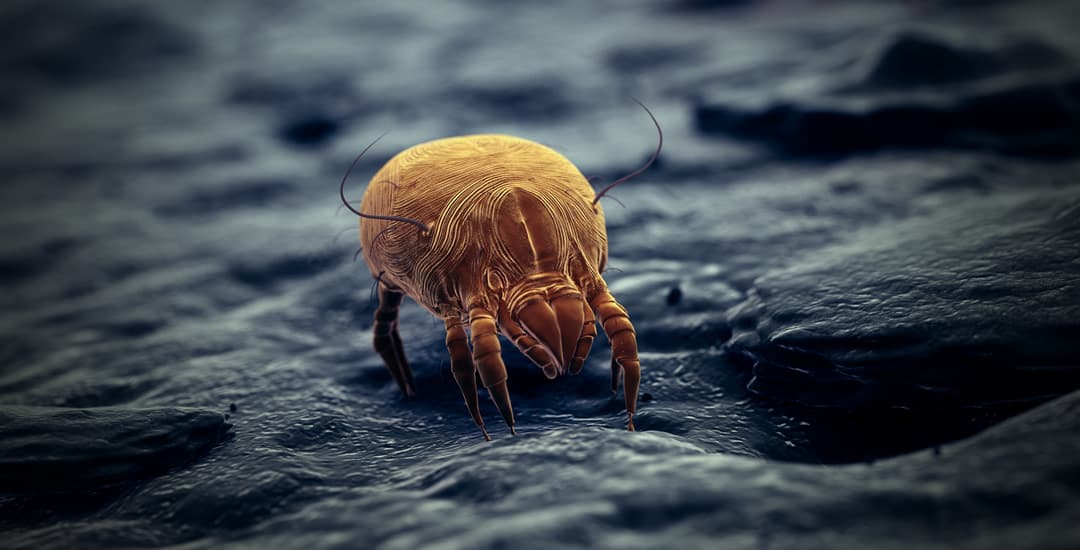 Close up of house dust mite